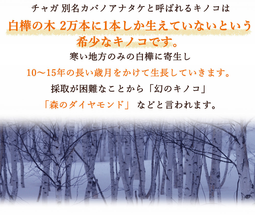 20000本に1本しか生えないという希少なキノコ
