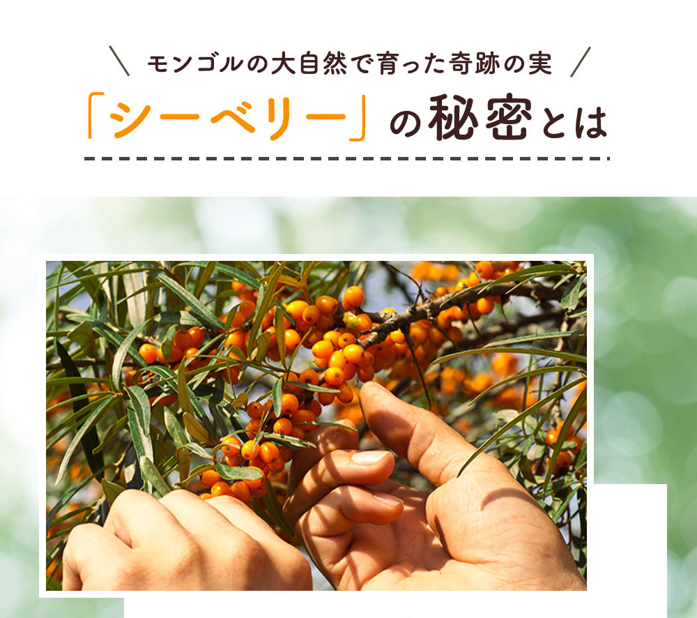 シーベリーの秘密